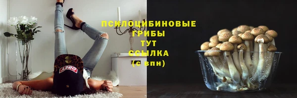 гашик Новозыбков